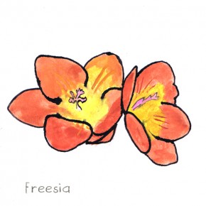 Freesia