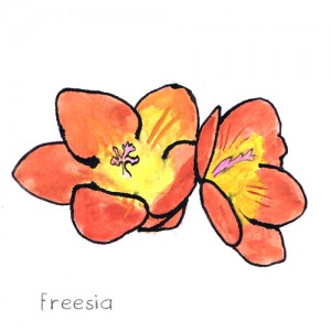 Freesia doftnot