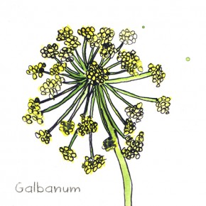 Galbanum