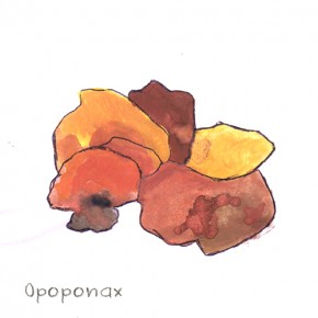 Opoponax