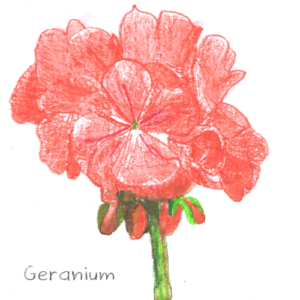 Geranium