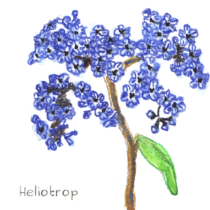 Heliotrop