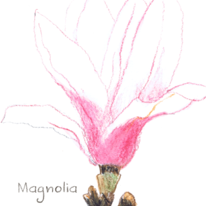 Magnolia