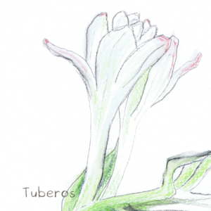 Tuberos